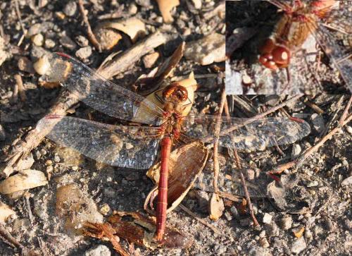 Sympetrum meridionale